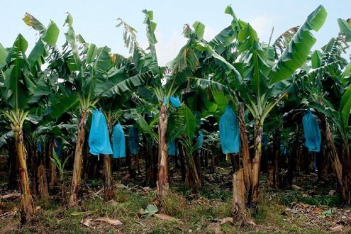 Плантация бананов вдоль Южного шоссе.