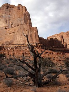Высохшее дерево на тропе Park avenue.