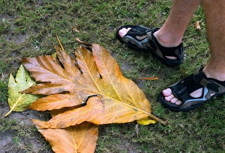 Крошечный листик с местного дерева. Деревня Crooked Tree.