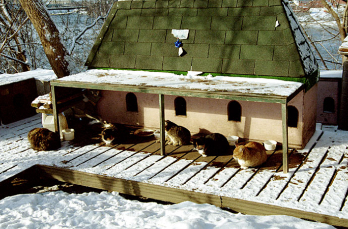 Приют для бездомных кошек около Парламента. Живется им там очень хорошо, судя по толщине каждого отдельного кота.