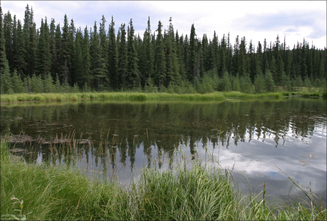 Отражения елей в глади озера Horseshoe Lake.