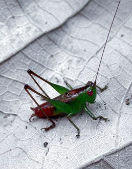 Представитель фауны северной части Большого Острова. На вид ядовитый.