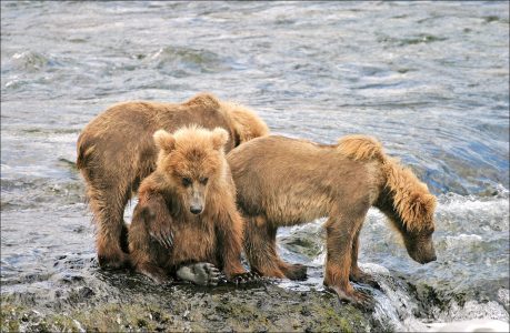 Да, тяжела жизнь медвежонка...