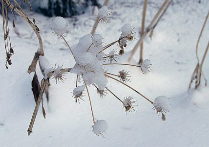 Растение, извеcтное в народе как "зонтик". Тропа "Big trees trail".