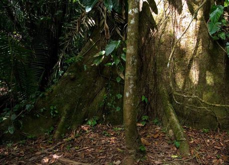 Основание священного дерева Ceiba Tree (Ceiba pentandra). Заповедник Cockscomb basin Wildlife Sanctuary.