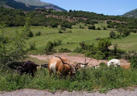 Стадо коз на обочине шоссе Е65.