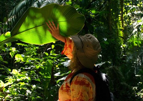 Гигантские листья геликоний в заповеднике Cockscomb basin Wildlife Sanctuary.