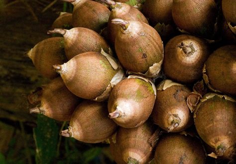 Плоды Кохуновой пальмы (Orbigyna cohune), внешне напоминающие киви. Заповедник Cockscomb basin Wildlife Sanctuary.