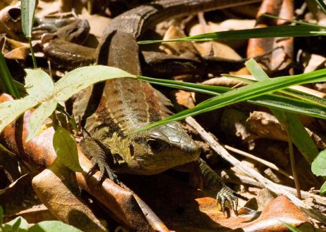 Ящерица Rainbow Ameiva, с тонкими пальцами.