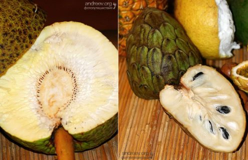 Гавайские фрукты: плод хлебного дерева и черимойя.