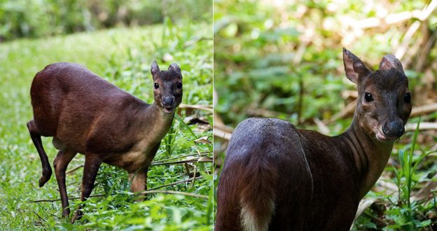 Олень Мазама или Brocket Deer (Mazama americana) с носом, похожим на пятачок. Cockscomb basin Wildlife Sanctuary.