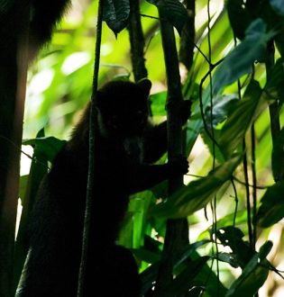 Животное носуха или coatimundi (Nasua nasua), семейство енотовых. Cockscomb basin Wildlife Sanctuary.