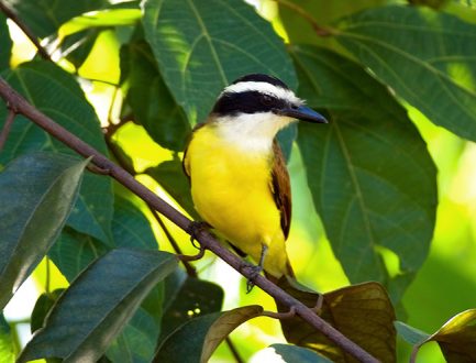 Большой Кискад (Pitangus sulphuratus) или Great Kiskadee - одна из самых распространенных птиц Центральной и Южной Америки.