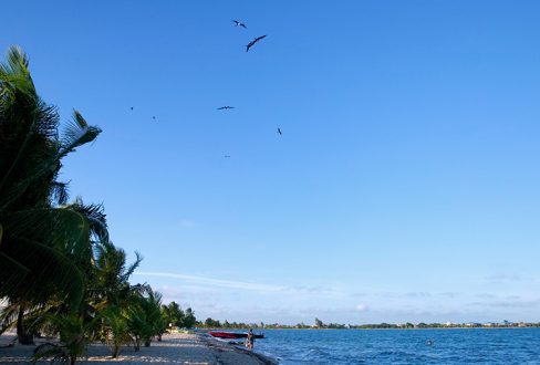 Парящие фрегаты над кромкой моря в Плаценсии.