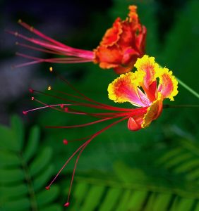 Метёлки Цезальпинии (Caesalpinia) в деревне Crooked Tree.