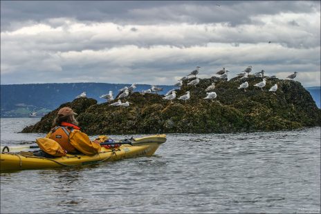 Рон и чайки, выстроившиеся по ветру.