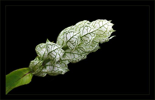 Распространенное в долине Pololu растение.