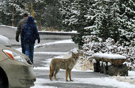 Койот на парковке.
