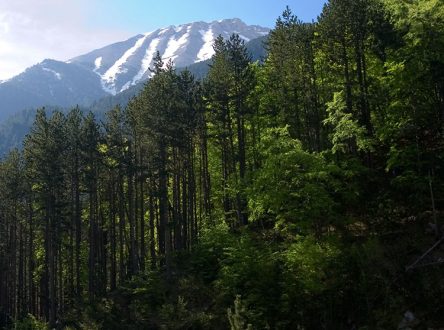 Кедровые леса на нижних склонах горной системы Олимп.