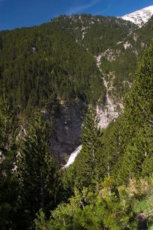 Можжевеловые и сосновые леса ближе к вершине Олимпа.