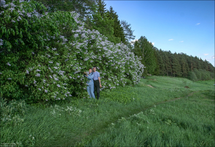 В зарослях сирени под Торжком.