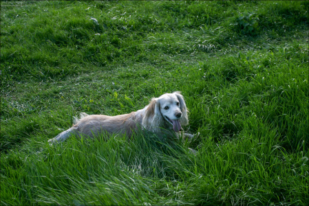 Счастье спаниеля. На берегу реки Тверцы под Торжком.