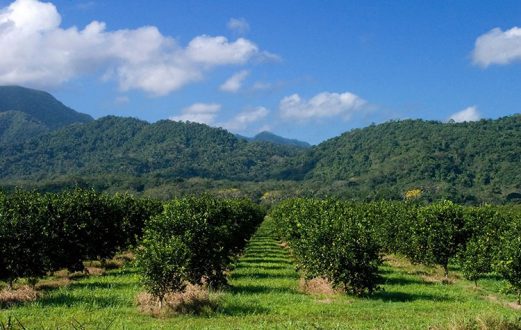 Плантация апельсиновых деревьев вдоль шоссе Колибри. Южный Белиз.