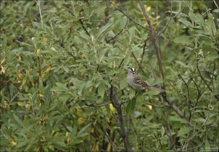 Белоголовая зонотрихия aka "полосатый воробей" (White-crowned sparrow) в зарослях вдоль Savage river.