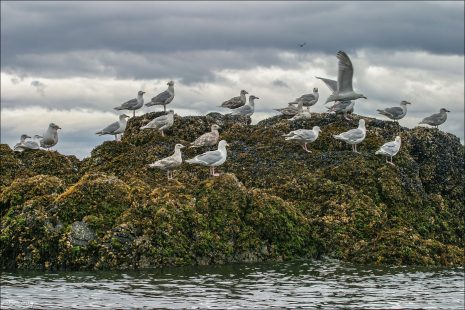 Чайки с птенцами на острове.