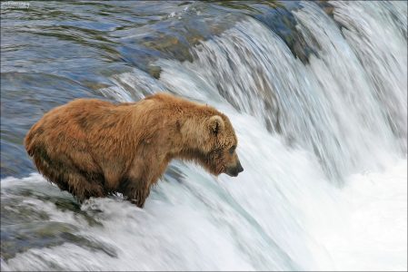 Медведица по прозвищу "Мать" на вершине водопада.