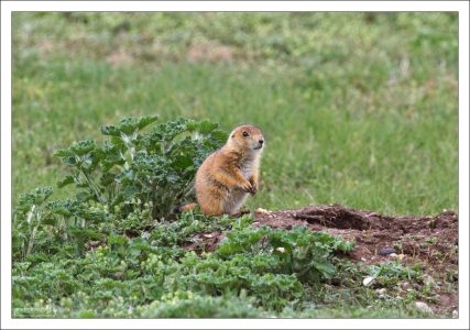 Луговые собачки (лат. Cynomys) — грызуны из семейства беличьих.