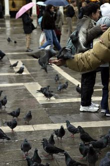 Обнаглевшие голуби. Площадь Piazza San Marco.