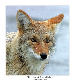 "Койот и снежинки". Присыпанный первым снежком койот, пытается раздобыть чего-нибудь поесть.
