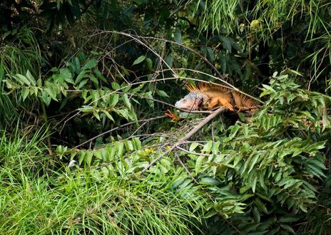 Самец зеленой игуаны на берегу Belize river.
