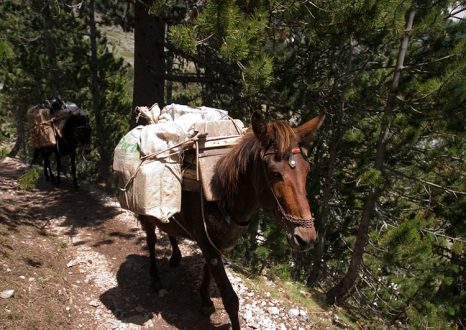 Лошади с поклажей по пути в убежище. Национальный парк Олимп.