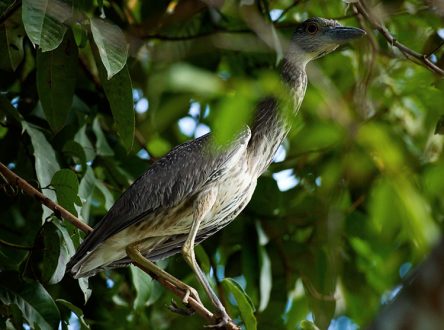 Детеныш ночной цапли Yellow-crowned night-heron (Nyctanassa violacea). Belize river.
