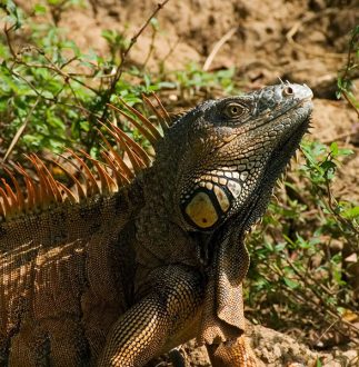 Самец зеленой игуаны в брачном наряде. Belize river.