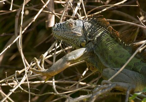 Самка зеленой игуаны с янтарными глазами. Belize river.