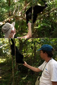 Кормежка диких обезьян-ревунов. Black Howler monkey (Alouatta caraya). Community Baboon Sanctuary.