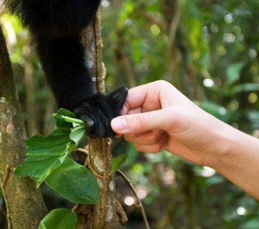 Лапо- и рукопожатие. Community Baboon Sanctuary.