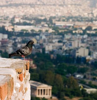 Голубь медитирует над Афинами.