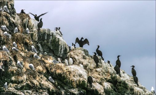 Бакланы, чайки и кайры на склоне острова Gull Island.