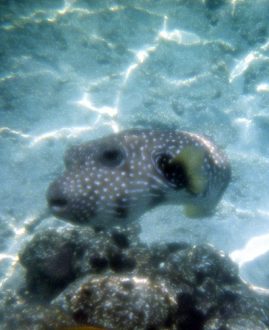 Очень любопытная и кусачая рыба-шар. Само-надувается в случае опасности, чтобы казаться больше.