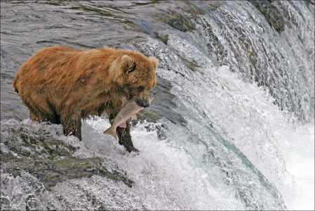 "Женская рыбалка". Кормящая медведица - Мать, поймавшая очень крупную рыбину.