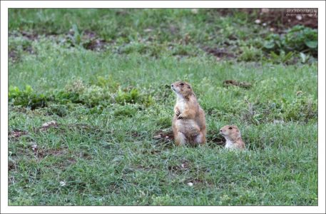 Prairie dogs перед входом в нору.