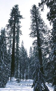 Секвойный лес с ёлочным подлеском.