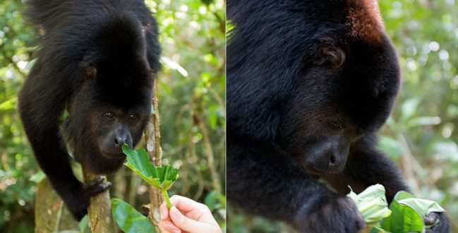 Главарь стаи обезьян-ревунов сосредоточенно рвет лапух. Community Baboon Sanctuary.