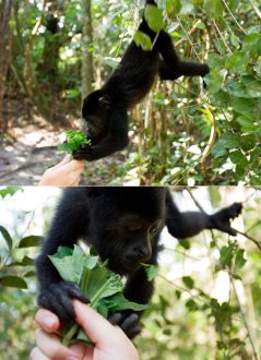 8-месячный малыш черных обезьян-ревунов. Community Baboon Sanctuary.