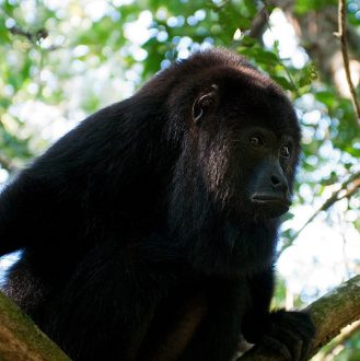 Задумчивый главарь стаи. Black Howler monkey. Community Baboon Sanctuary.