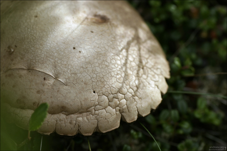 Шляпка "надберезовика".